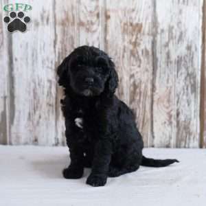 Holly, Mini Labradoodle Puppy